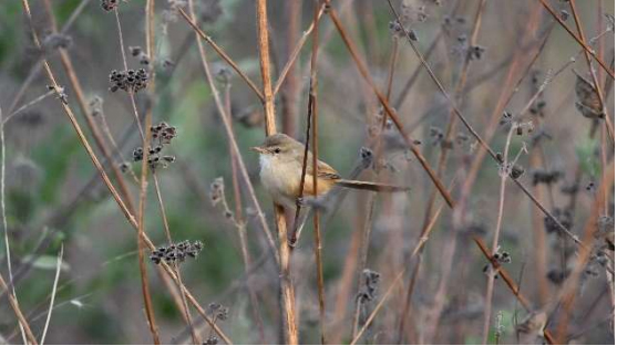 Tawny-flanked Prinia